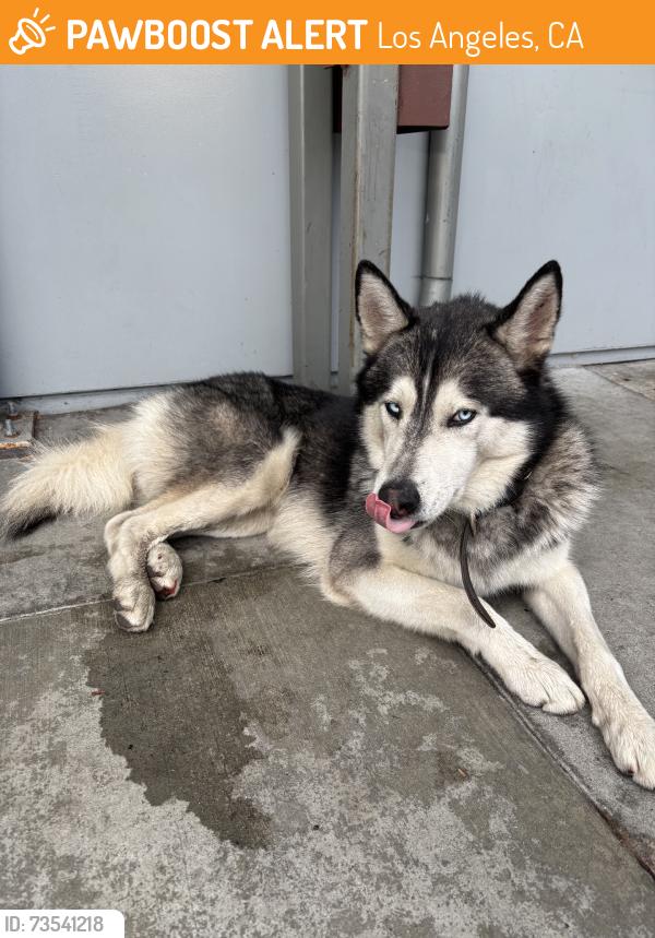 Found/Stray Male Dog last seen Slauson/Hoover, Los Angeles, CA 90037