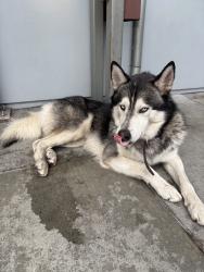 Found/Stray Male Dog last seen Slauson/Hoover, Los Angeles, CA 90037