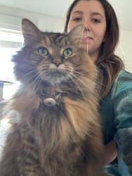 Reunited Female Cat last seen Near Big Falls Dr, Wendell, NC, Wendell, NC 27591