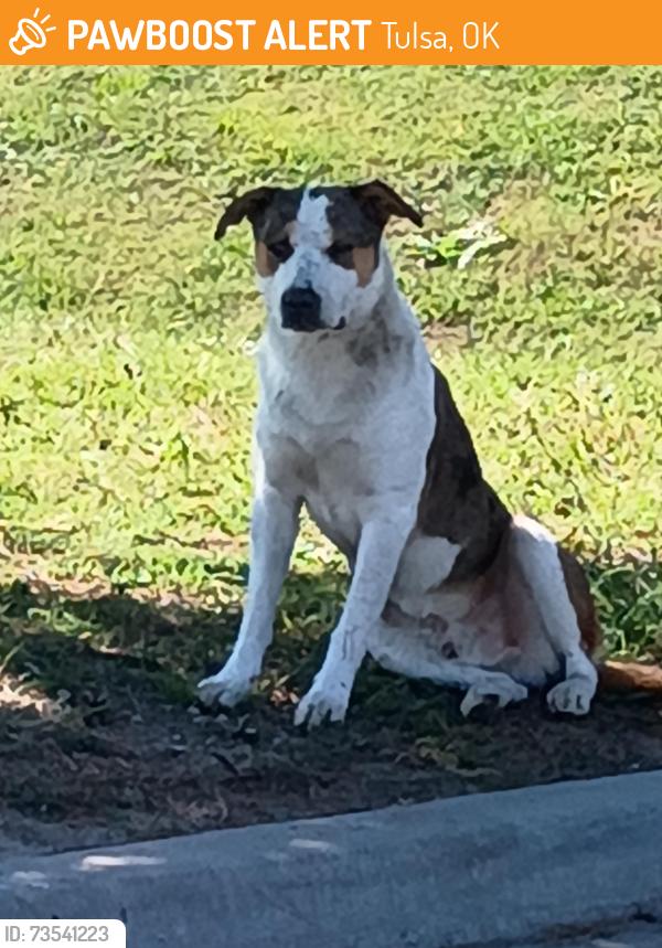 Found/Stray Male Dog last seen Walmart parking lot, Tulsa, OK 74115