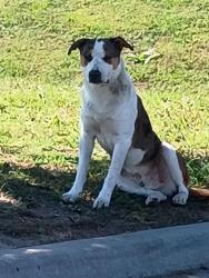 Found/Stray Male Dog last seen Walmart parking lot, Tulsa, OK 74115