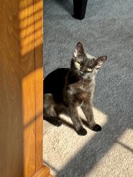 Reunited Female Cat last seen N. Roosevelt & Roanoke St., Uptown Apartments, MI 48187