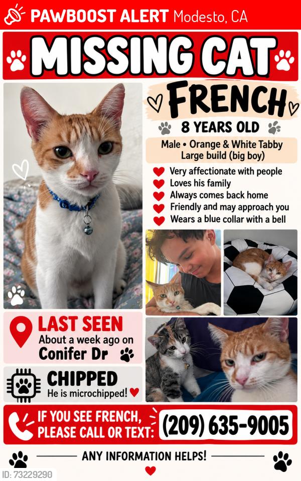 Lost Male Cat last seen Conifer Driver and Timber Way, Modesto, CA 95350