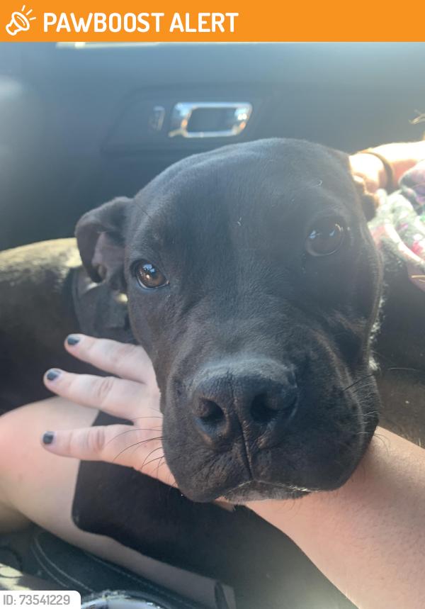 Found/Stray Male Dog last seen Tom starling, near gas station, Cumberland County, NC 28306