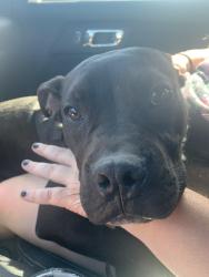 Found/Stray Male Dog last seen Tom starling, near gas station, Cumberland County, NC 28306