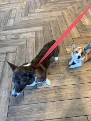 Found/Stray Male Dog last seen Queen Anna, Burleson, TX 76028