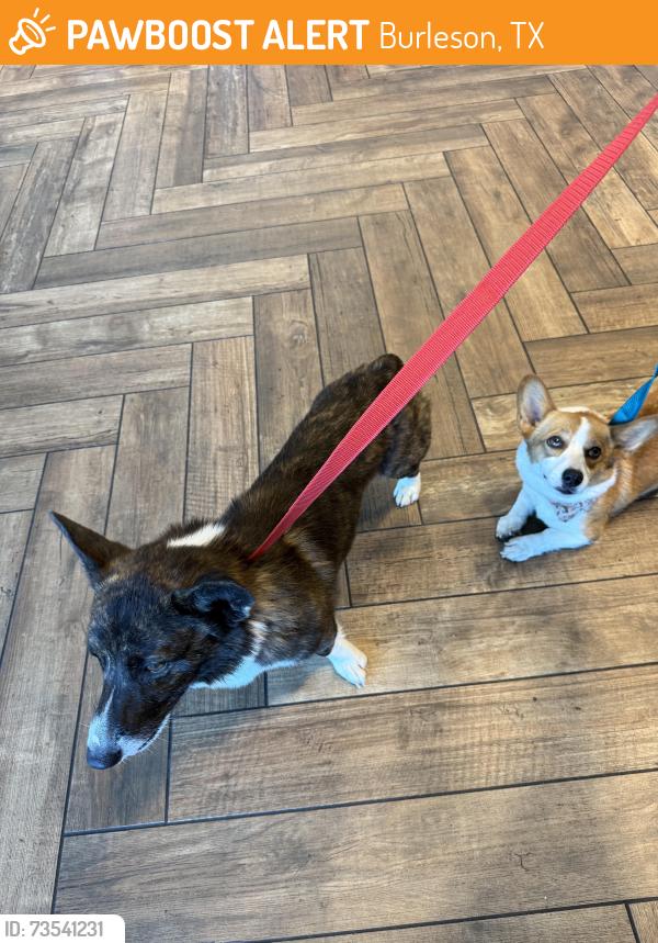Found/Stray Male Dog last seen Queen Anna, Burleson, TX 76028