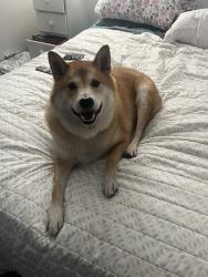 Reunited Male Dog last seen Near N Metro Pkwy E, Phoenix, AZ 85051, USA, Phoenix, AZ 85051