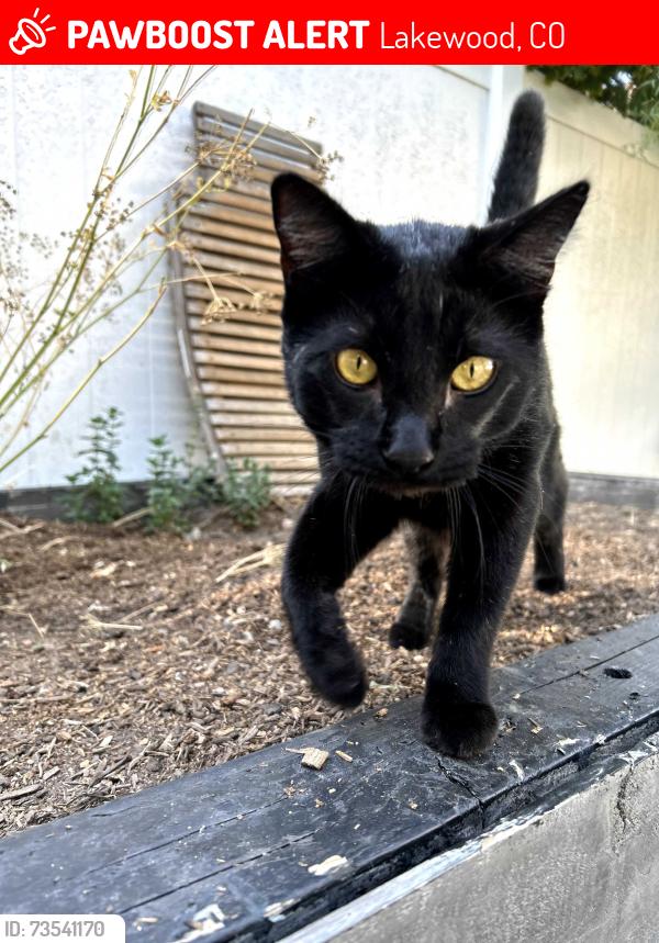 Lost Female Cat last seen 26TH and Kipling, Lakewood, CO 80215
