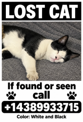 Reunited Male Cat last seen Avenue Trent, Côte Saint-Luc, QC 