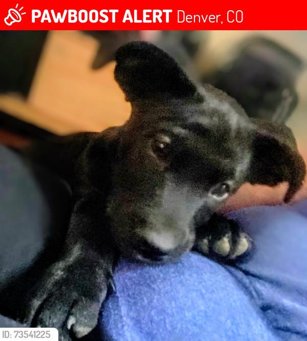 Lost Male Dog last seen Federal, Irving, Denver, CO 80221
