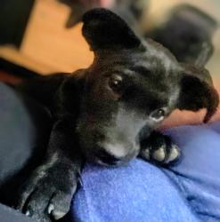 Lost Male Dog last seen Federal, Irving, Denver, CO 80221