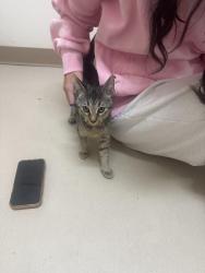 Lost Female Cat last seen In the woods behind the hses, College Station, TX 77845