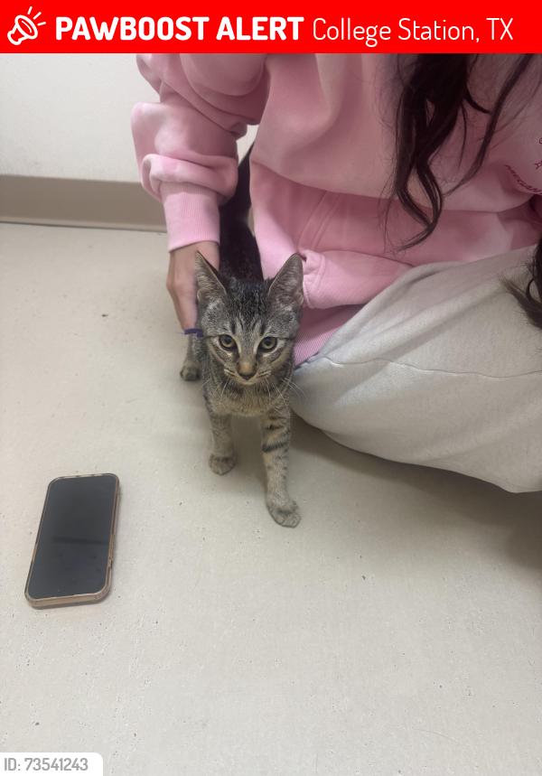 Lost Female Cat last seen In the woods behind the hses, College Station, TX 77845