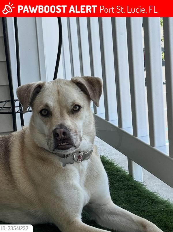 Lost Female Dog last seen Flutto Way, Port St. Lucie Florida, Port St. Lucie, FL 34987