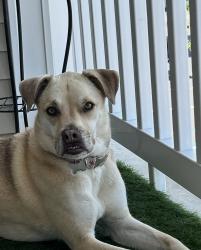 Lost Female Dog last seen Flutto Way, Port St. Lucie Florida, Port St. Lucie, FL 34987