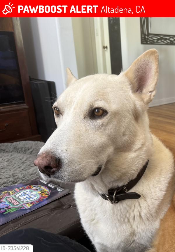 Lost Male Dog last seen Pepper Drive and New York Drive, Altadena, Altadena, CA 91104