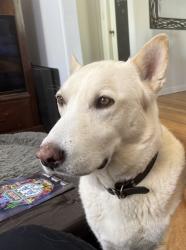 Lost Male Dog last seen Pepper Drive and New York Drive, Altadena, Altadena, CA 91104