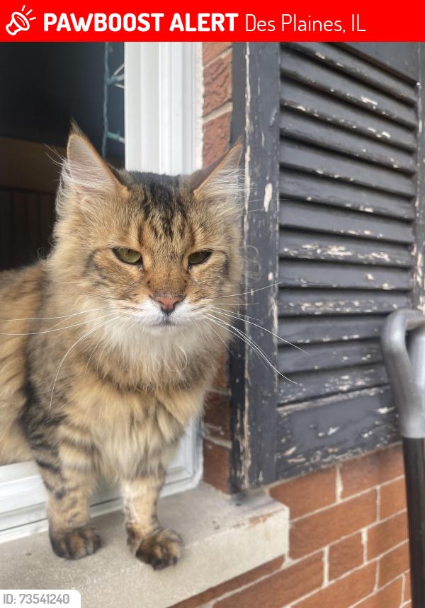 Lost Male Cat last seen Mark Twain elementary school, Des Plaines, IL 60016