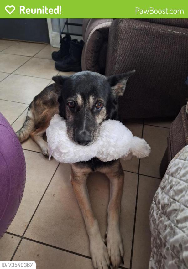 Reunited Female Dog last seen Claremont, Kingsport, TN 37660