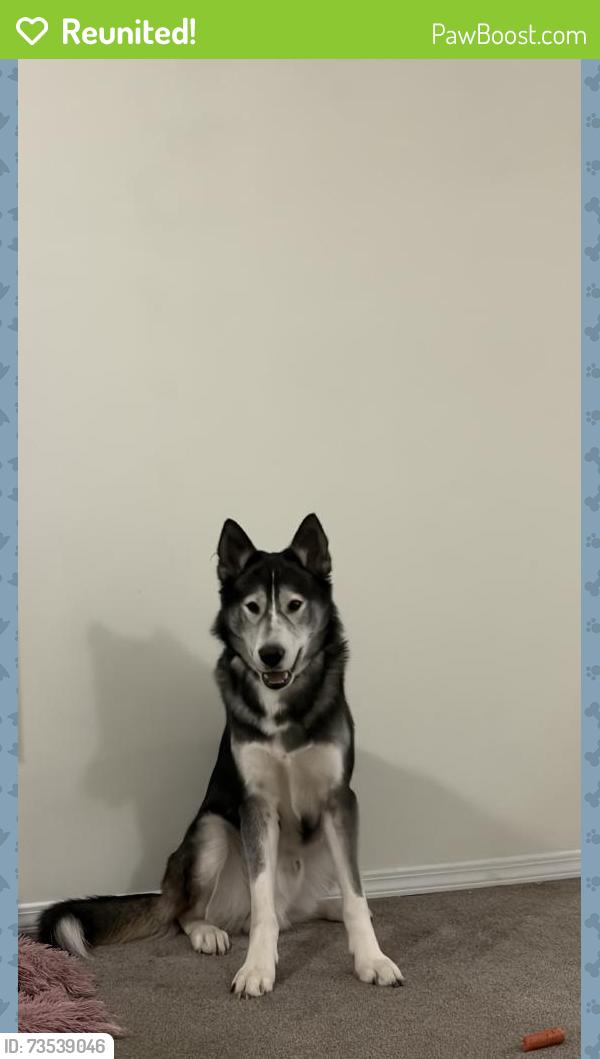 Reunited Male Dog last seen Near eleven, Surrey, BC V3V 1Y2