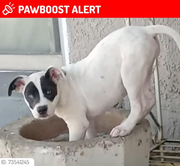 Lost Female Dog last seen E. Cesar Chavez los Angeles ,ca 90022, East Los Angeles, CA 90022