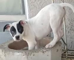 Lost Female Dog last seen E. Cesar Chavez los Angeles ,ca 90022, East Los Angeles, CA 90022
