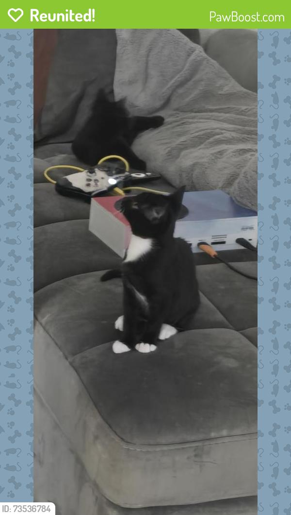 Reunited Female Cat last seen Haven at Waters Edge, Tampa, FL 33604
