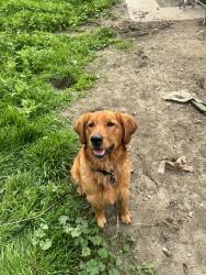 Lost Male Dog last seen Foothill and maple near the Home Depot and food4less, Fontana, CA 92336