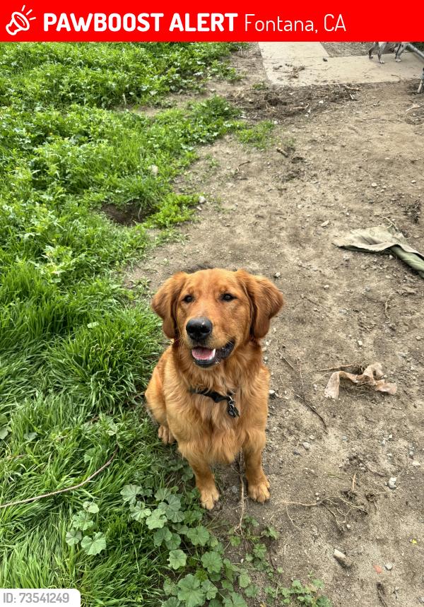 Lost Male Dog last seen Foothill and maple near the Home Depot and food4less, Fontana, CA 92336