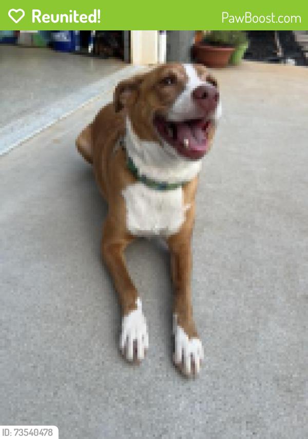 Reunited Female Dog last seen Piedmont Park Rd and State Park Rd, Greenville County, SC 29609