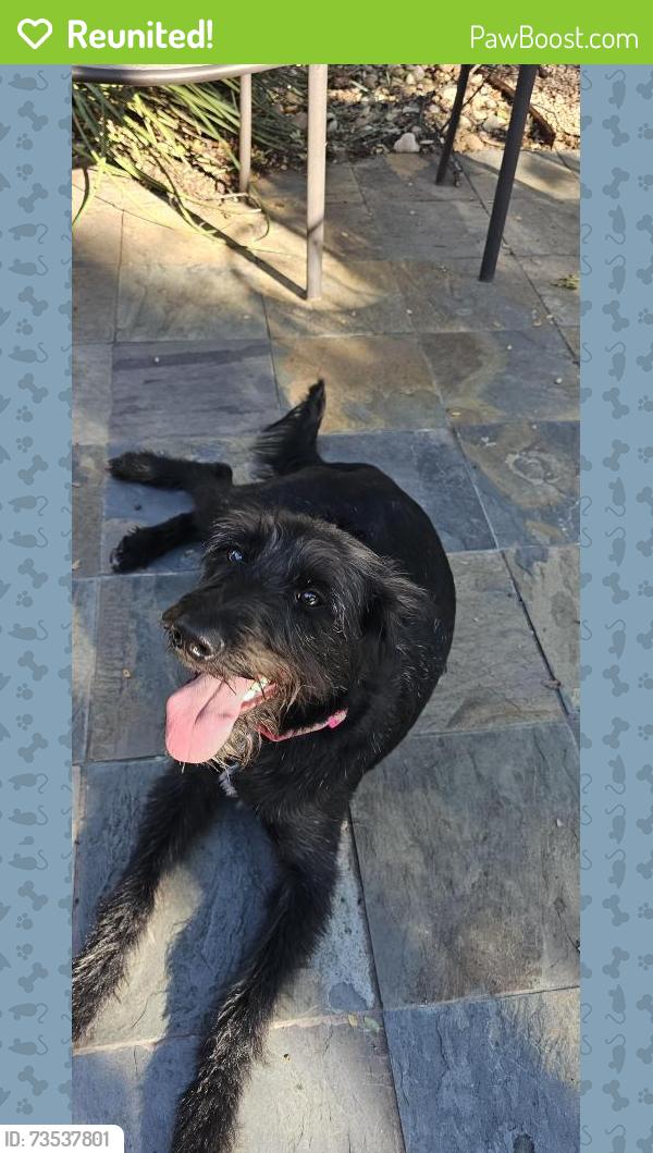 Reunited Female Dog last seen Kaiser Dr Austin TX, Austin, TX 78748