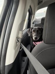 Reunited Female Dog last seen Ollies Shopping, Zephyrhills, FL 33542