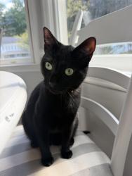 Reunited Male Cat last seen lineberry drive, Raleigh, NC 27603