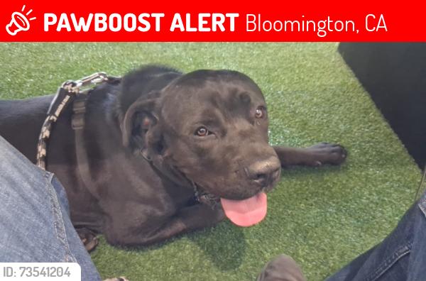 Lost Male Dog last seen Near cedar Ave, Bloomington, CA 92316, Bloomington, CA 92316