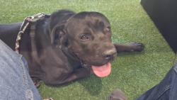 Lost Male Dog last seen Near cedar Ave, Bloomington, CA 92316, Bloomington, CA 92316