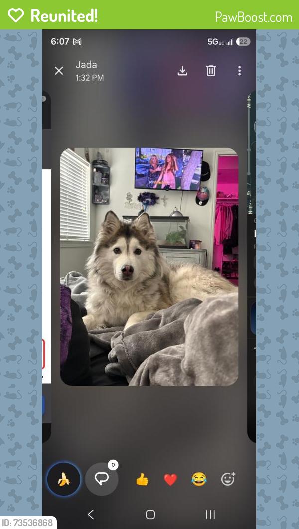 Reunited Female Dog last seen Near s 3600 w, West Valley City, UT 84120