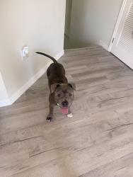 Found/Stray Female Dog last seen Runnel Dr, in the road in between cars, New Port Richey East, FL 34653