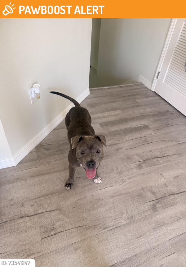 Found/Stray Female Dog last seen Runnel Dr, in the road in between cars, New Port Richey East, FL 34653