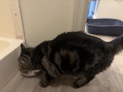 Found/Stray Female Cat last seen 59th and Northern, Glendale, AZ 85301
