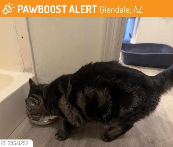 Found/Stray Female Cat last seen 59th and Northern, Glendale, AZ 85301