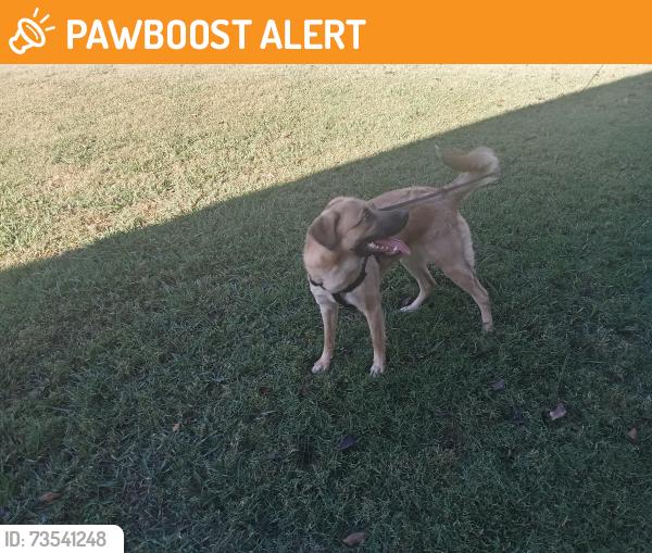 Found/Stray Female Dog last seen Coleman Hill Rd and Newman Rd, Rutherford County, TN 37153