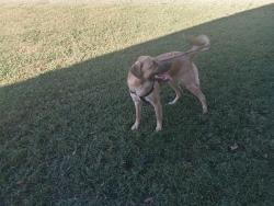 Found/Stray Female Dog last seen Coleman Hill Rd and Newman Rd, Rutherford County, TN 37153