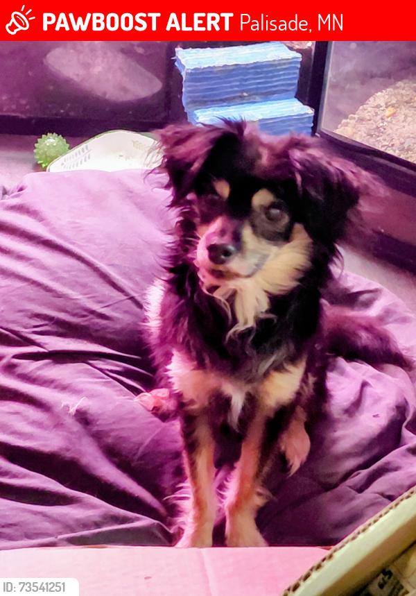 Lost Female Dog last seen US 169 & Grove Street, Palisade, MN 56469