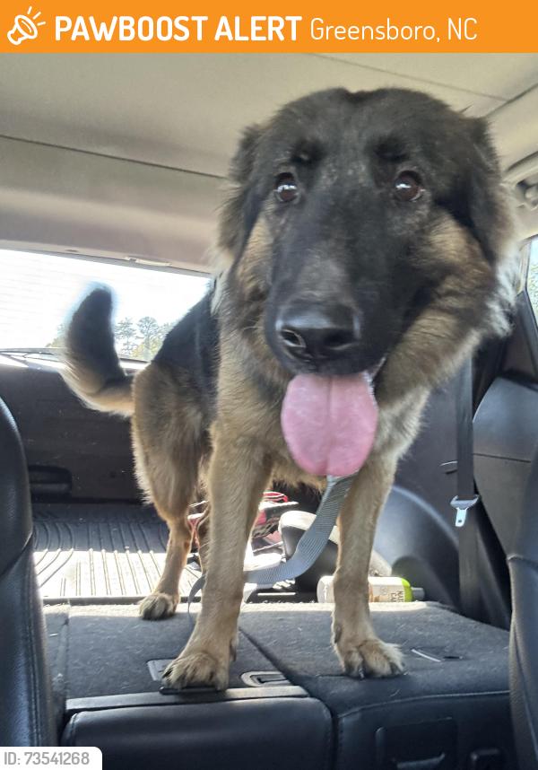 Found/Stray Female Dog last seen Lawrence and Collins, Greensboro, NC 27406