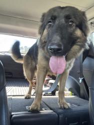 Found/Stray Female Dog last seen Lawrence and Collins, Greensboro, NC 27406