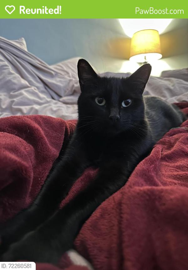 Reunited Female Cat last seen Pacific Ave and W Sepulveda St., San Pedro, CA 90731