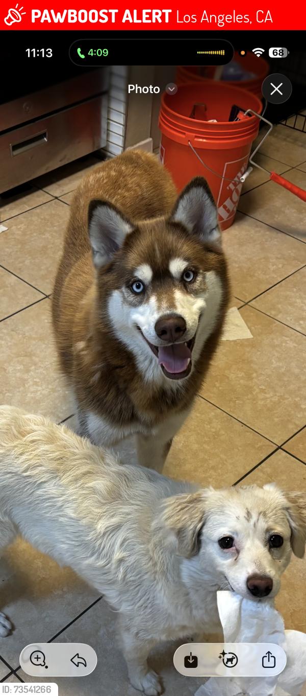 Lost Male Dog last seen west first street and pacific, Los Angeles, CA 90731
