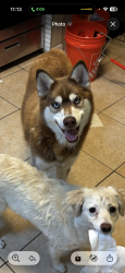 Lost Male Dog last seen west first street and pacific, Los Angeles, CA 90731
