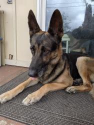 Found/Stray Male Dog last seen W.Alwood, West Covina, CA 91790